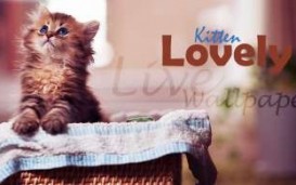 Lovely Kitten Live Wallpaper